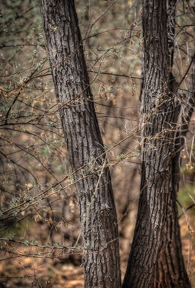 Trees in the Bosque Galisteo. NM